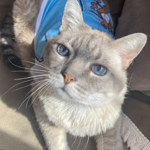 Petshops e Veterinarios 1